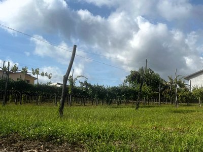 Taurasi September 2025 - Photo 11